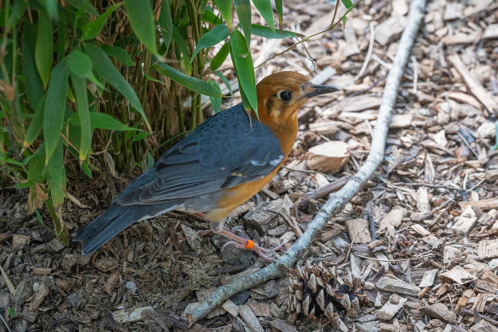 An orange and grey bird standing on a woodchipped ground