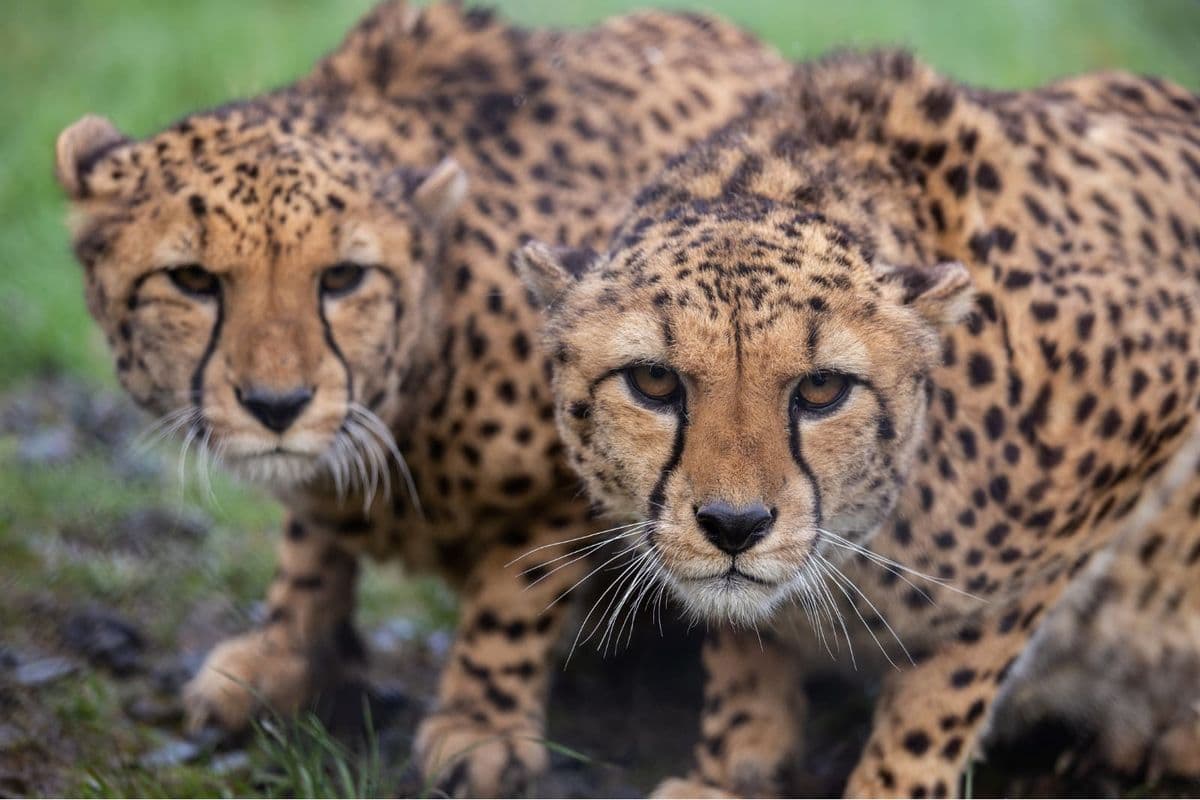 A pair pf cheetahs crouched low on grass looking at the camera