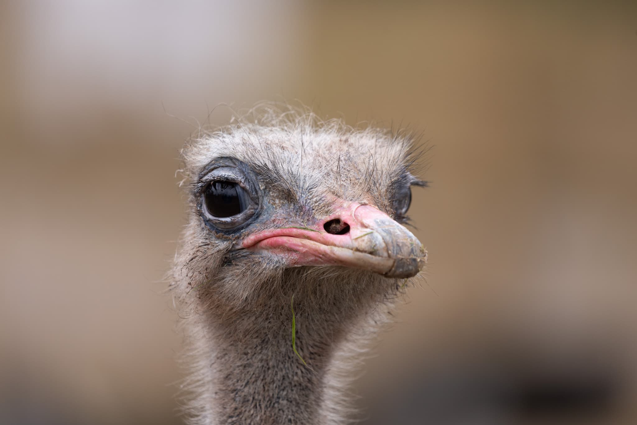 A close-up of an ostrich facing the camera.