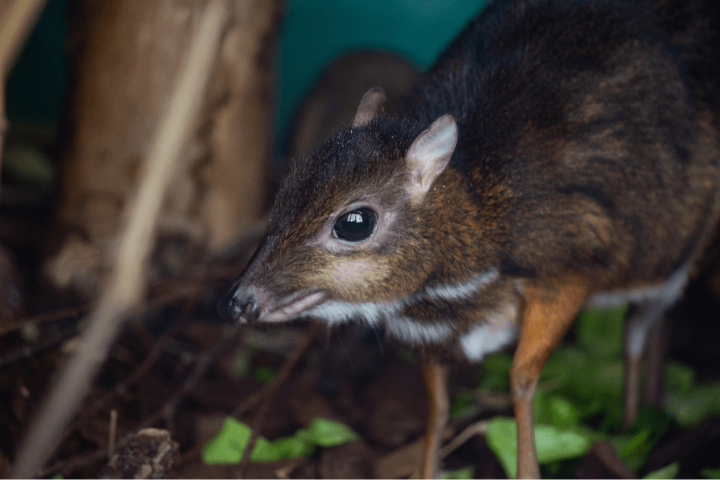 A Javan chevrotain (mouse deer) in a woodland habitat
