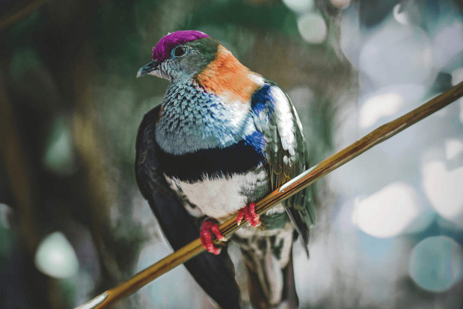 A superb fruit dove perched on a thin branch