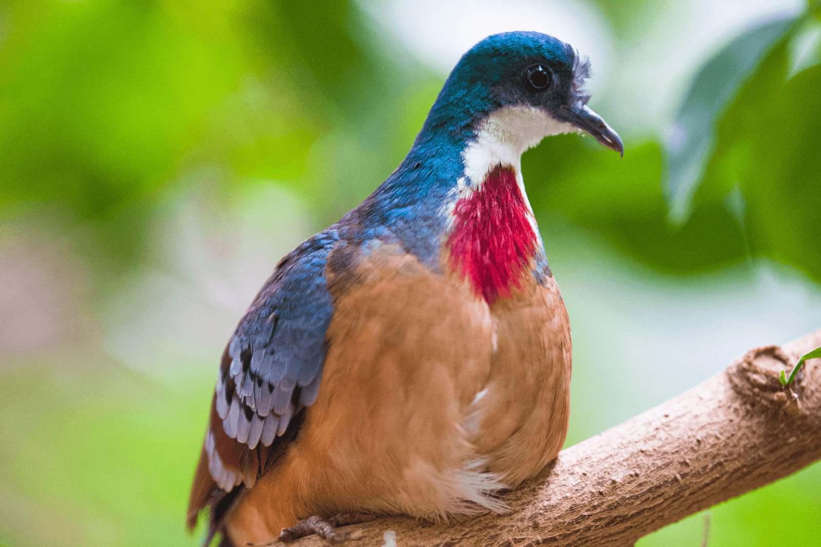 A Mindanao bleeding-heart dove perched on a branch